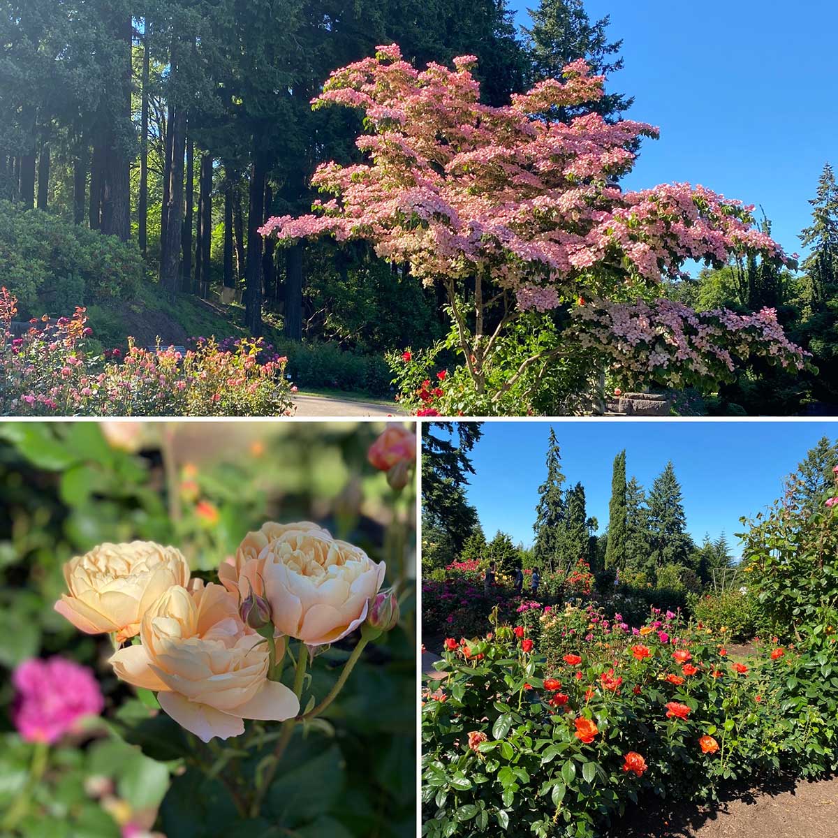 Portland-rose-garden