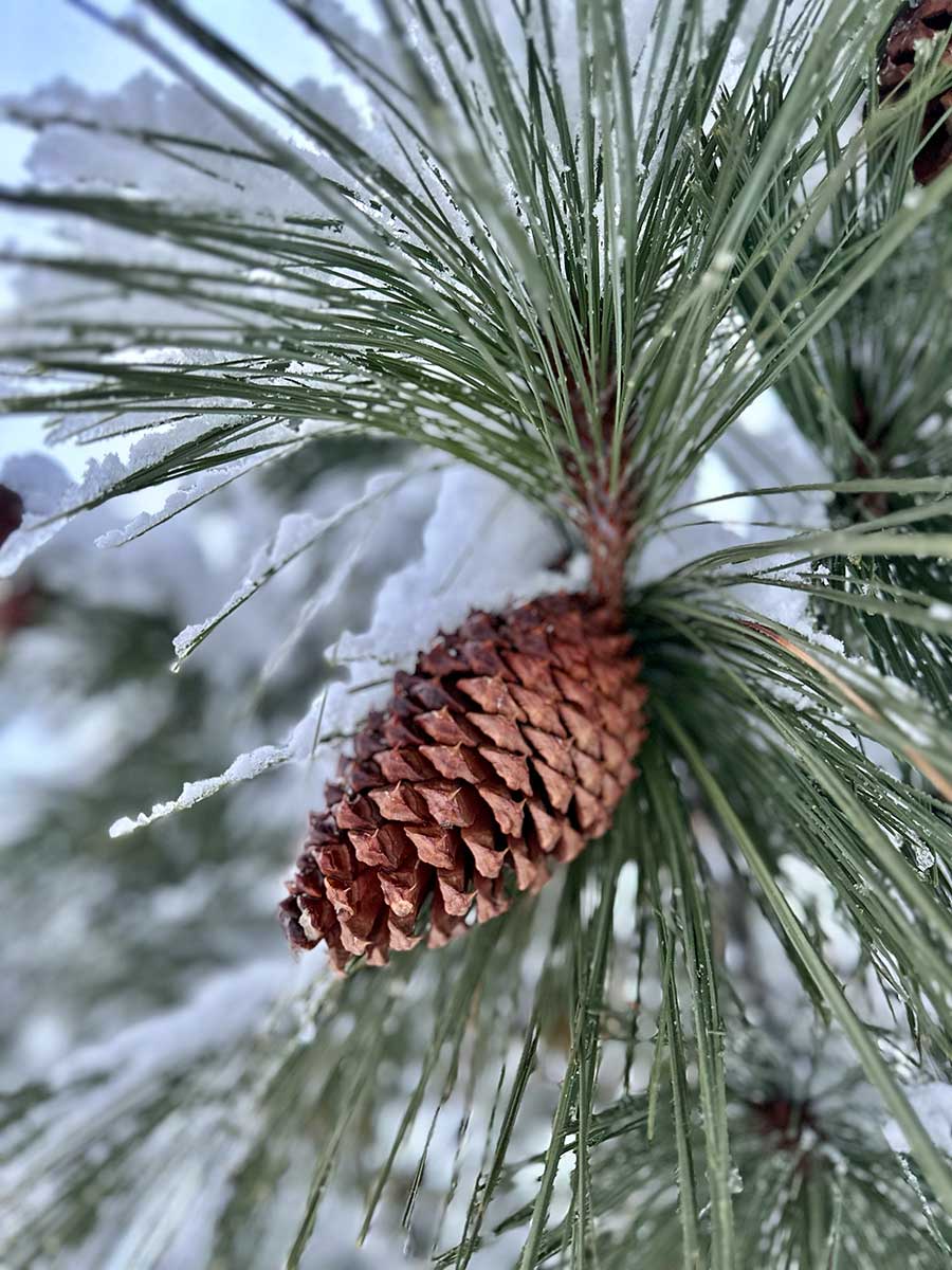 snowy pinecone