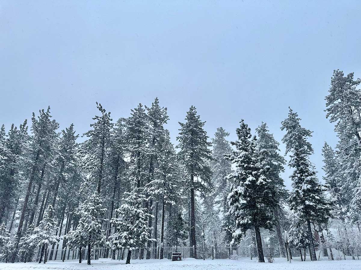 snow covered trees in lake tahoe